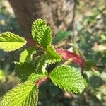 Rubus ellipticus Leaf