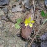 Ranunculus parviflorus Blomma