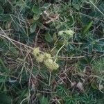 Alchemilla alpina Цветок