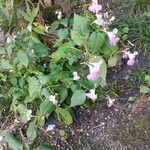 Impatiens balfourii Хабит