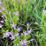 Centaurium tenuiflorum 花