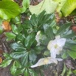 Helleborus niger Květ