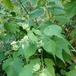 Abutilon grandifolium Hábitos