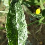 Picris echioides Blatt