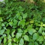 Pilea pumila Habitus