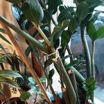 Zamioculcas zamiifolia Habitus