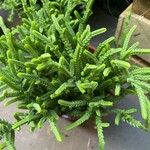 Crassula muscosaFeuille