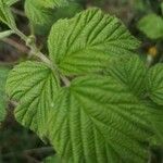 Rubus adscitus Blad