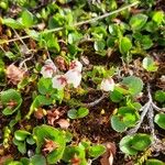 Cassiope hypnoides Flower