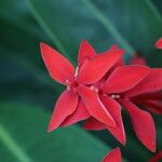 Ixora javanica Flor