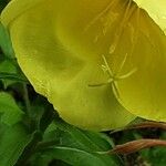 Oenothera glazioviana Flower