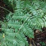 Osmunda regalis पत्ता