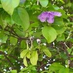 Brunfelsia uniflora Flower