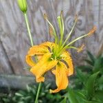 Lilium catesbaei ফুল