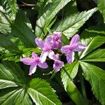 Cardamine pentaphyllos Fiore