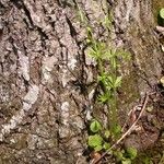 Ranunculus micranthus Bark