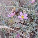 Fagonia indica फूल
