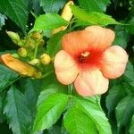 Campsis grandiflora Fula
