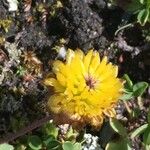 Trifolium badium Flor