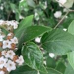 Viburnum carlesii 叶