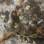 Minuartia glomerata Flower