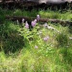 Lupinus albifrons Fleur