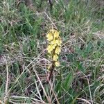 Pedicularis oederi Цвят