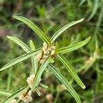 Alternanthera denticulata