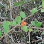 Grewia similis Fruit