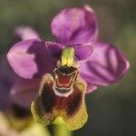 Ophrys tenthredinifera Цвят