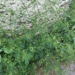 Cyclospermum leptophyllum Habitus