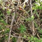 Symphyotrichum ericoides Bark