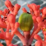 Jatropha podagrica Плод