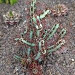 Euphorbia aeruginosa Blatt