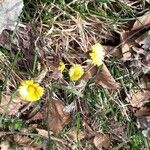 Tussilago farfaraFlower