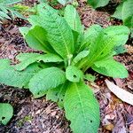 Primula bulleyana Hábito