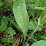 Turritis brassica Leaf