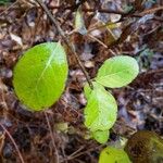 Viburnum rufidulum 葉