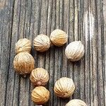 Coriandrum sativum Άλλα