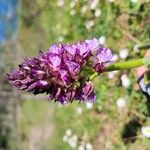 Orchis purpureaBlomst