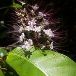 Hirtella triandra Цвят