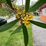 Tristaniopsis laurina फूल
