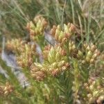 Petrosedum ochroleucum Fleur