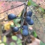 Ligustrum obtusifolium Fruit