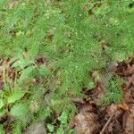 Asparagus tenuifolius Habitus