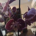 Phalaenopsis × singuliflora Kwiat