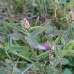 Centaurea paniculata Leaf