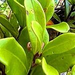 Uromyrtus emarginata Leaf