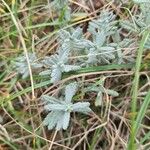 Teucrium polium Blad