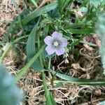 Malva neglecta 花